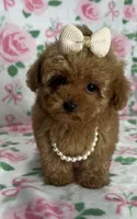 Nova, a female Poodle - Toy  for sale in Belleview, FL – 2 of 4