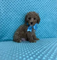 Olivier, a male Poodle - Toy  for sale in Belleview, FL – 4 of 4