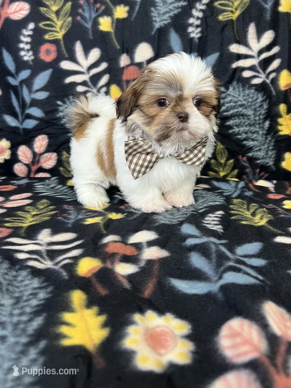 Noah – Shih Tzu puppy for sale in Belleview, FL
