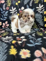Noah, a male Shih Tzu for sale in Belleview, FL – 1 of 4