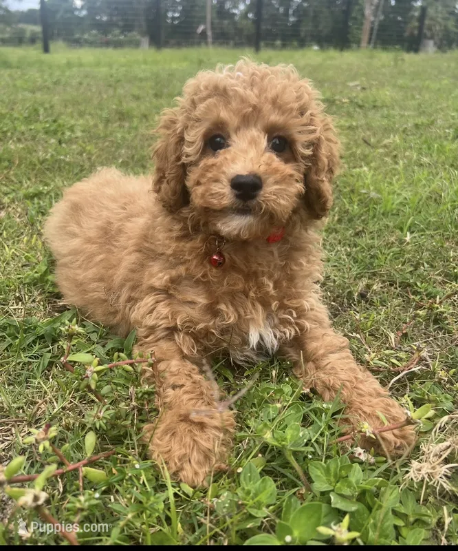 Olivier – Poodle - Toy  puppy for sale in Belleview, FL