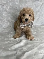 Luca, a male Poodle - Toy  for sale in Belleview, FL – 4 of 5