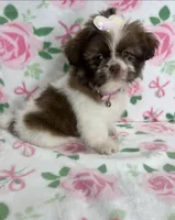 Fiona, a female Shih Tzu for sale in Belleview, FL – 2 of 4