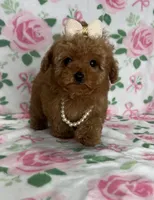 Nova, a female Poodle - Toy  for sale in Belleview, FL – 3 of 4
