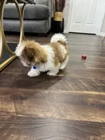 Liam, a male Shih Tzu for sale in Belleview, FL – 3 of 3