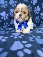 Adam, a male Shih Tzu for sale in Belleview, FL – 3 of 7