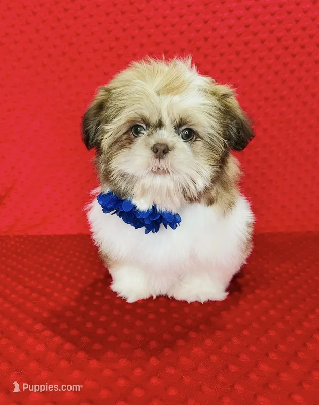 Liam – Shih Tzu puppy for sale in Belleview, FL