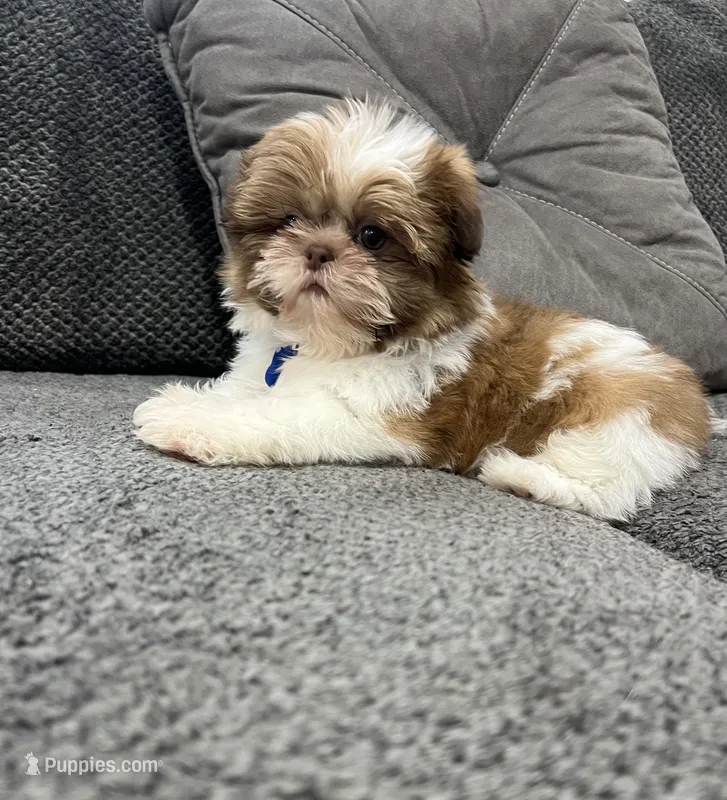 Liam – Shih Tzu puppy for sale in Belleview, FL