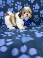 Adam, a male Shih Tzu for sale in Belleview, FL – 6 of 7