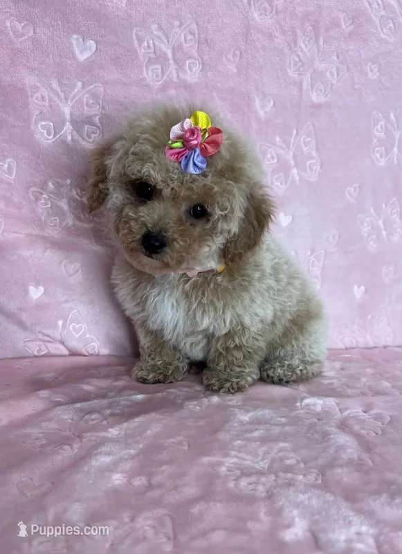 Grace – Poodle - Toy  puppy for sale in Belleview, FL