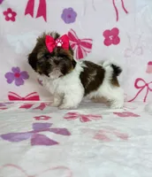 Maya, a female Shih Tzu for sale in Belleview, FL – 2 of 4