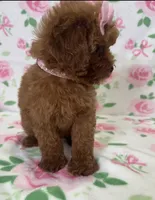 Chanel, a female Poodle - Toy  for sale in Belleview, FL – 4 of 5