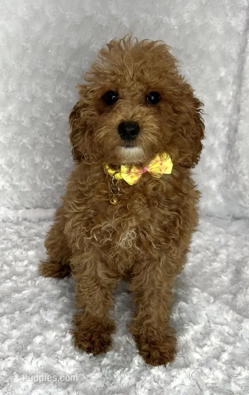 Olivier – Poodle - Toy  puppy for sale in Belleview, FL