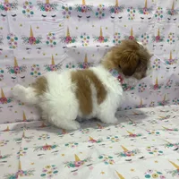 Daisy, a female Shih Tzu for sale in Belleview, FL – Photo 3 of 4