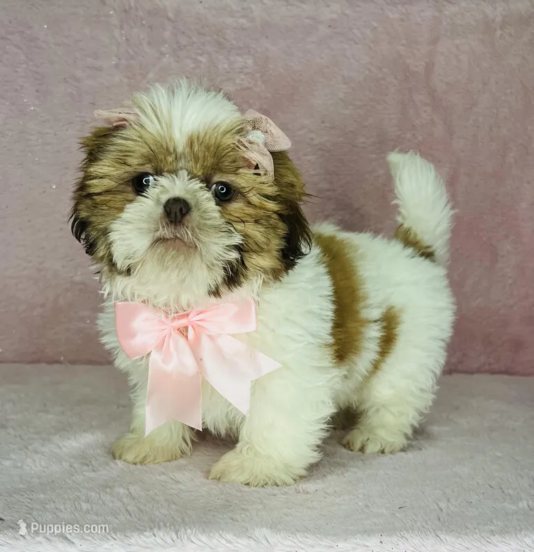 Daisy – Shih Tzu puppy for sale in Belleview, FL