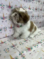 Daisy, a female Shih Tzu for sale in Belleview, FL – Photo 4 of 4