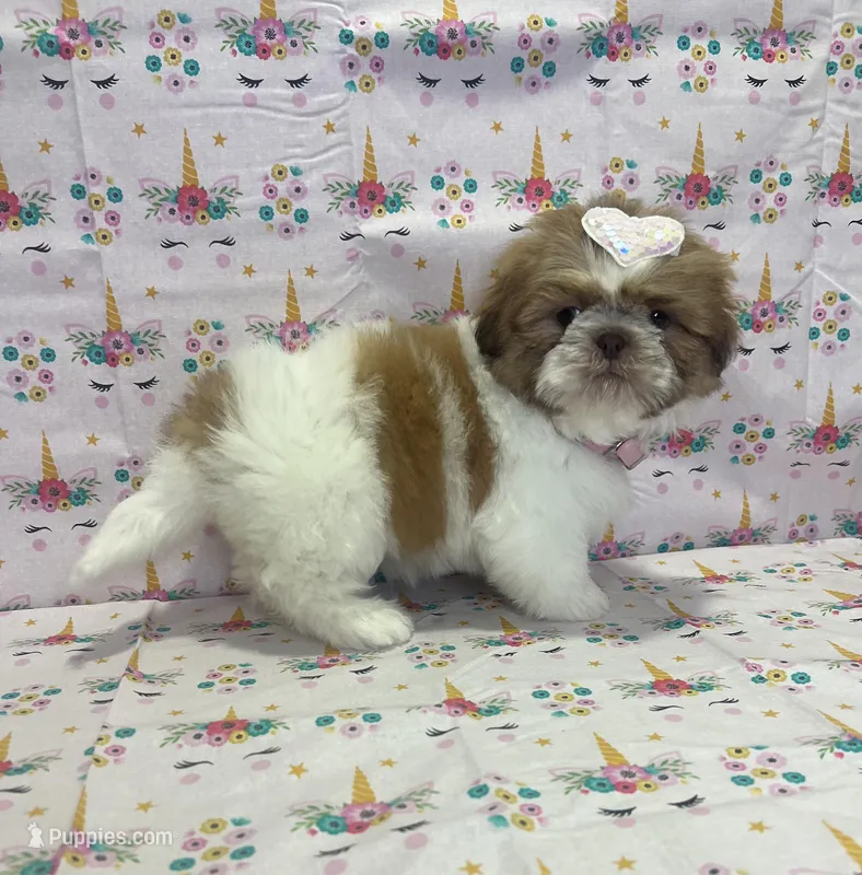 Daisy – Shih Tzu puppy for sale in Belleview, FL