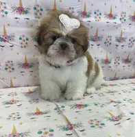 Daisy, a female Shih Tzu for sale in Belleview, FL – Photo 2 of 4