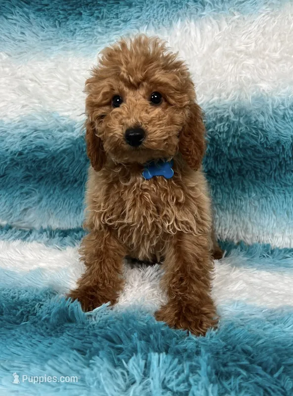 Sam – Poodle - Toy  puppy for sale in Belleview, FL