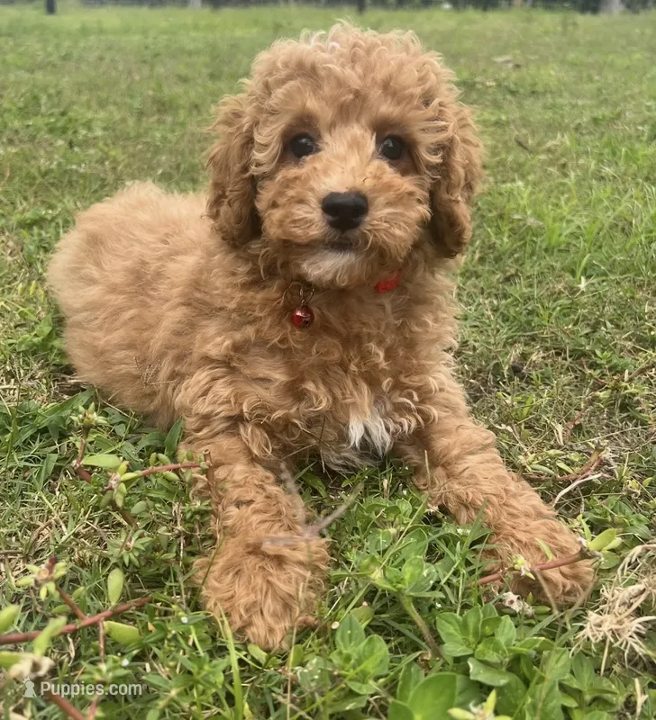 Sam – Poodle - Toy  puppy for sale in Belleview, FL