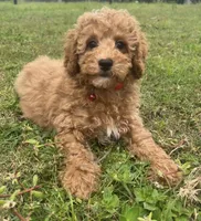Sam, a male Poodle - Toy  for sale in Belleview, FL – 1 of 4