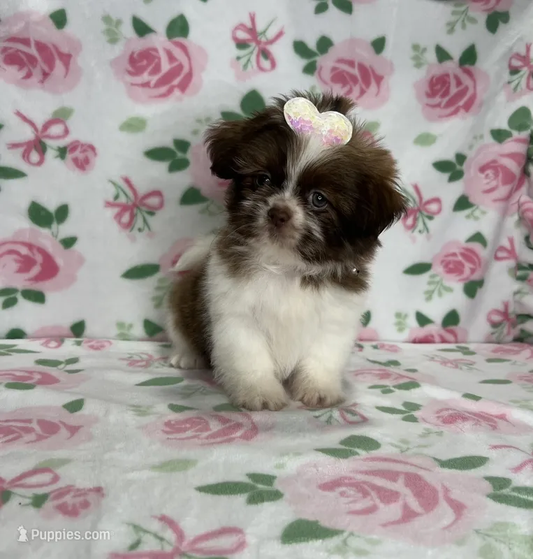 Fiona – Shih Tzu puppy for sale in Belleview, FL