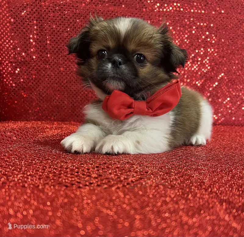 Fluffy  – Shih Tzu puppy for sale in Belleview, FL