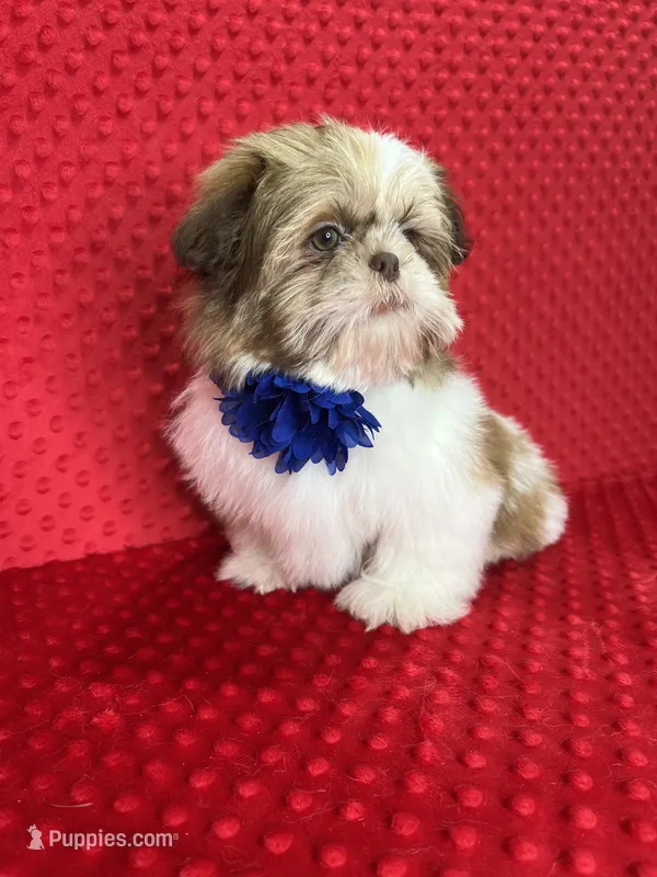 Liam – Shih Tzu puppy for sale in Belleview, FL