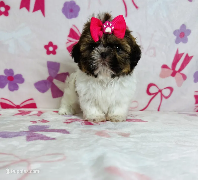 Maya – Shih Tzu puppy for sale in Belleview, FL