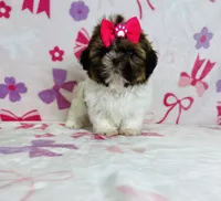 Maya, a female Shih Tzu for sale in Belleview, FL – 1 of 4