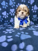 Adam, a male Shih Tzu for sale in Belleview, FL – 4 of 7