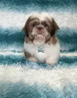 Thor, a male Shih Tzu for sale in Belleview, FL – 3 of 3