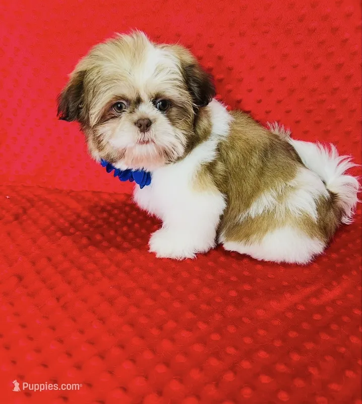 Liam – Shih Tzu puppy for sale in Belleview, FL