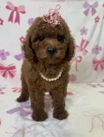 Dalla, a female Poodle - Toy  for sale in Belleview, FL – 2 of 3