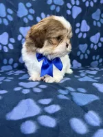 Adam, a male Shih Tzu for sale in Belleview, FL – 5 of 7