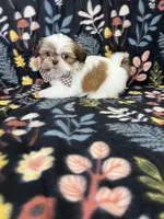 Noah, a male Shih Tzu for sale in Belleview, FL – 4 of 4