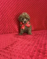 Jasper, a male Poodle - Toy  for sale in Belleview, FL – 3 of 3