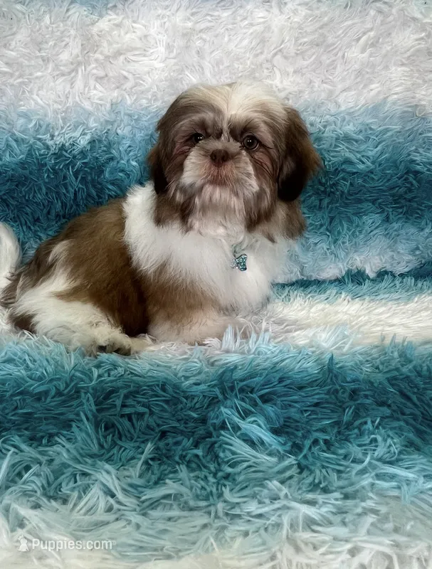 Thor – Shih Tzu puppy for sale in Belleview, FL