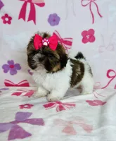 Maya, a female Shih Tzu for sale in Belleview, FL – 4 of 4