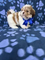 Adam, a male Shih Tzu for sale in Belleview, FL – 7 of 7