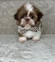 Liam, a male Shih Tzu for sale in Belleview, FL – 2 of 6