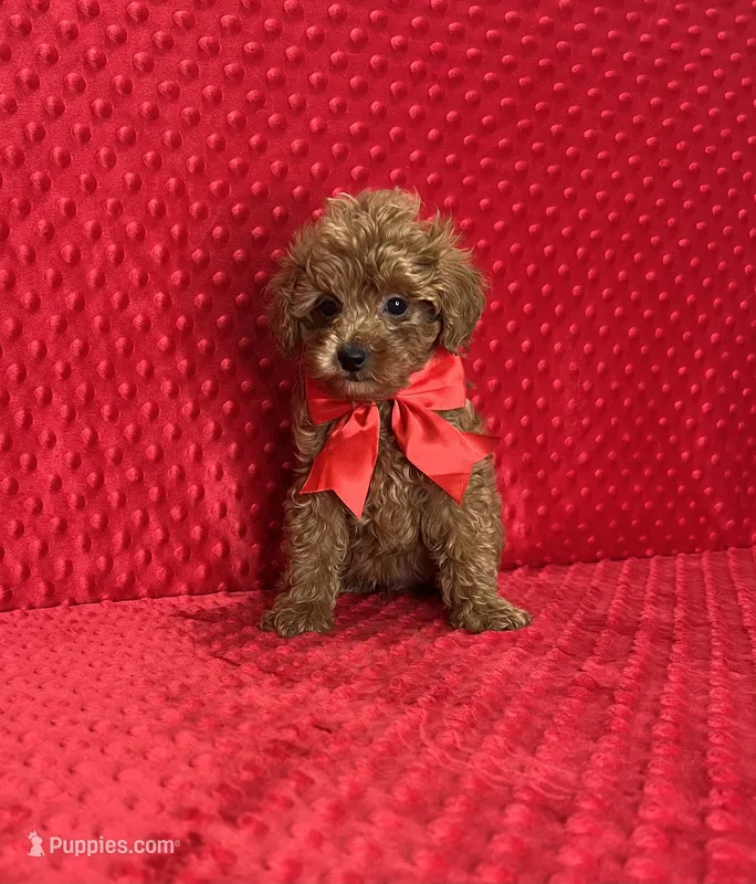 Jasper – Poodle - Toy  puppy for sale in Belleview, FL