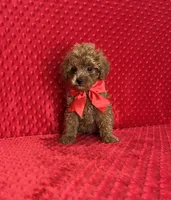 Jasper, a male Poodle - Toy  for sale in Belleview, FL – 1 of 3