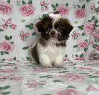 Fiona, a female Shih Tzu for sale in Belleview, FL – 3 of 4