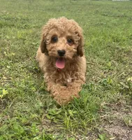 Sam, a male Poodle - Toy  for sale in Belleview, FL – 4 of 4