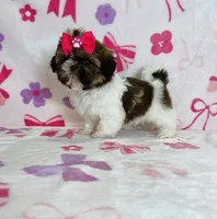Maya, a female Shih Tzu for sale in Belleview, FL – 3 of 4