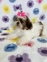 Eliana, a female Shih Tzu for sale in Belleview, FL – 2 of 4