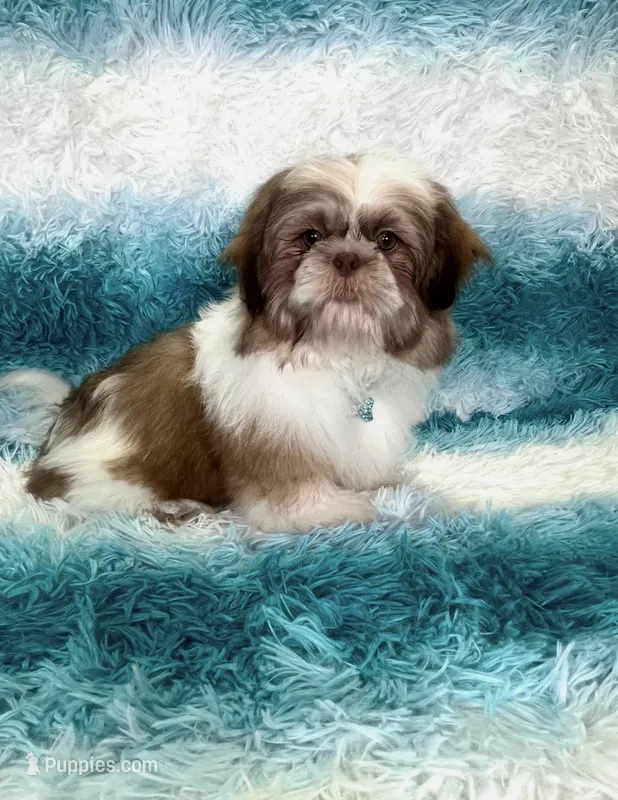 Thor – Shih Tzu puppy for sale in Belleview, FL