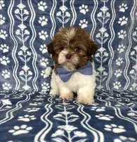 Noah, a male Shih Tzu for sale in Belleview, FL – 4 of 4