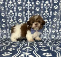 Noah, a male Shih Tzu for sale in Belleview, FL – 3 of 4